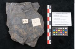 Foto (Objekt + Etikett) von Cupanites novae zeelandiae Ettingshausen (NHMW-GEO-2024-0188-10251)
